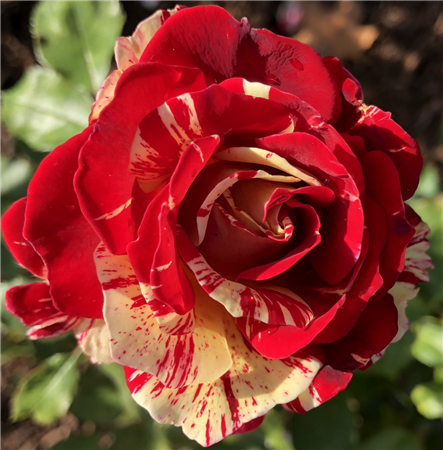 Portland Rose Society Fall Rose Show