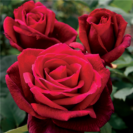 Peninsula Park Rose Garden Rose Planting Ceremony