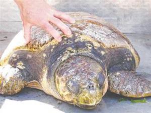 Fundación Yepez - Preservation of Sea Turtles in Mexico