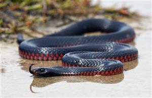 Black Hills Redbelly Snake Ecology and Conservation