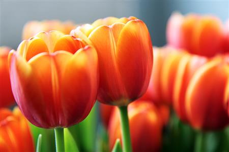 Rotary Tulips