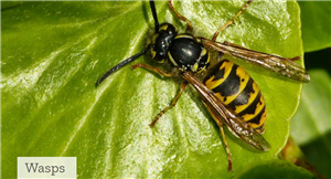 Wasp Eradication Project
