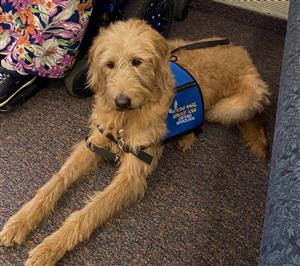 Living Angels Service Dogs