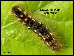Brown Tailed Moth Infestation