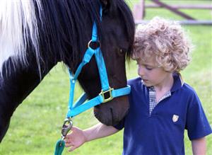 Horse Ability - Equine Assisted Learning