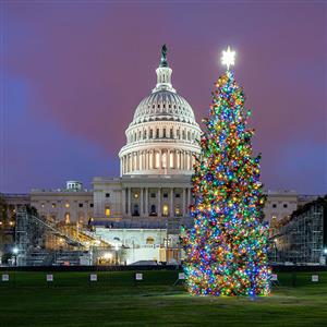 A Ruby for Christmas: The Story of the U.S. Capitol Christmas Tree