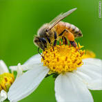 Importance of Pollinators in the Earth's Ecosystems