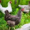 Urban Chicken Farming Mysteries Revealed