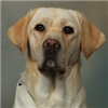 Canine Companions: Luna & Occupational Therapist Lisa Morgan, Mayo Clinic Health System