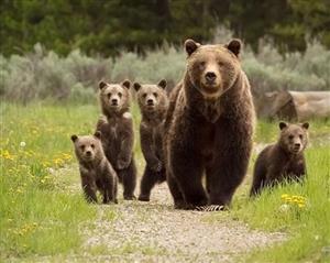 Grizzly 399 and bear ecology, conservation, and management in Wyoming 