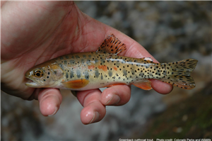 Greenback Cutthroat Trout: The tale of our state’s endangered fish and recovery plans in the Poudre 