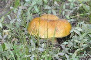 The good, bad and the ugly.  "wild mushrooms and what to look for"