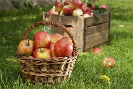 Pick Apples for Penfield Food Cupboard
