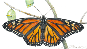 From Field To Studio: The Monarch Butterfly
