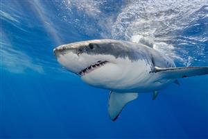 The Status and Conservation of the Great White Sharks
