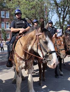 Meet Keeper the Clydesdale and learn about the WPD Mounted Unit
