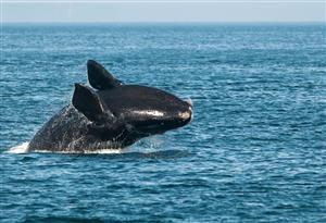 North Atlantic Right Whales in Gulf of St. Lawrence
