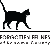 Forgotten Felines