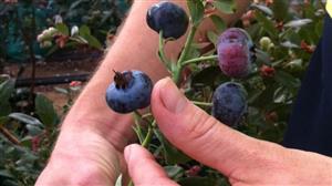 'The Vocation of Horticulture' growing Blueberries