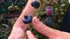 'The Vocation of Horticulture' growing Blueberries